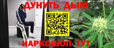 сатива Славгород